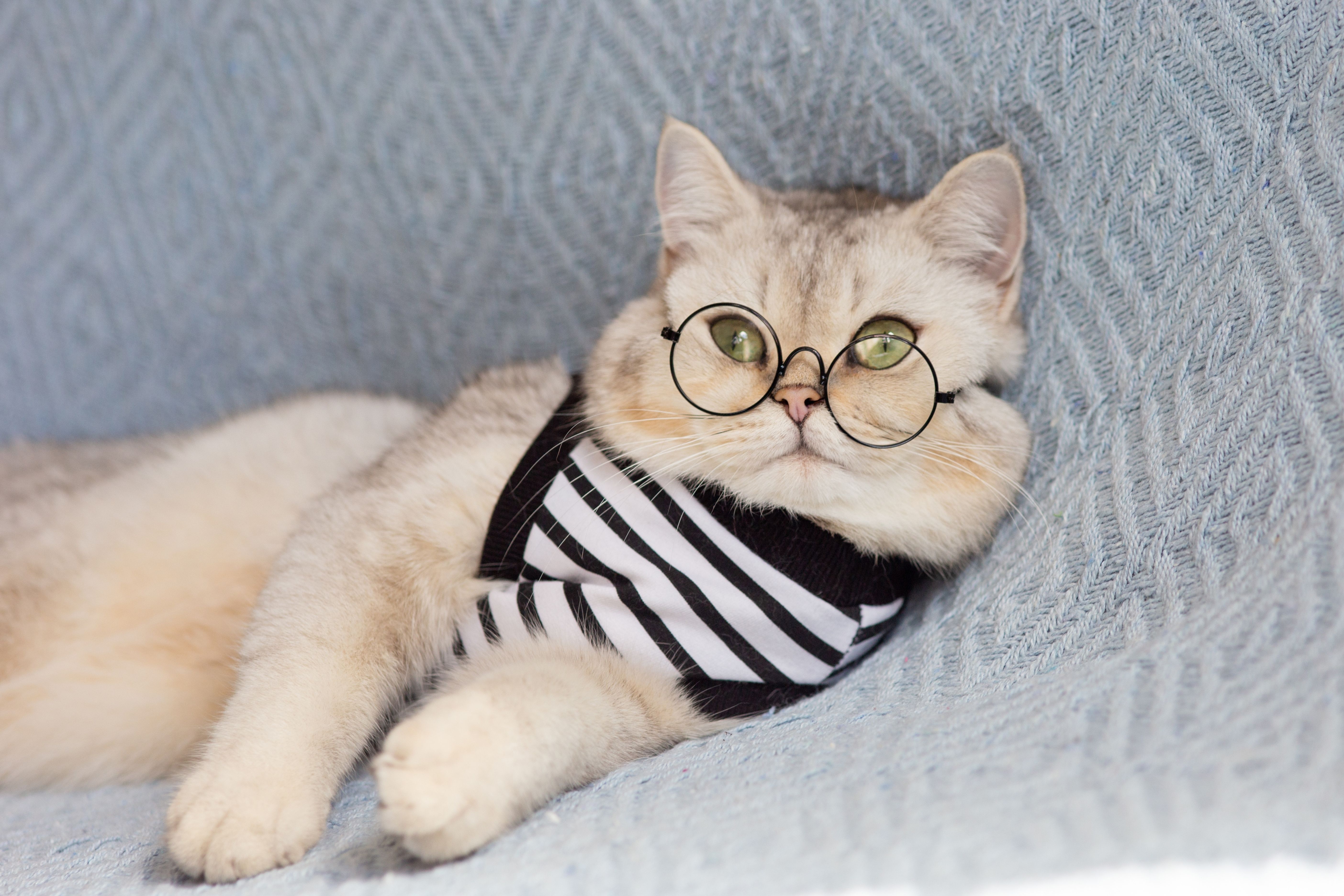 Kedi Sahiplenmeden Önce Bilinmesi Gerekenler Nelerdir ?