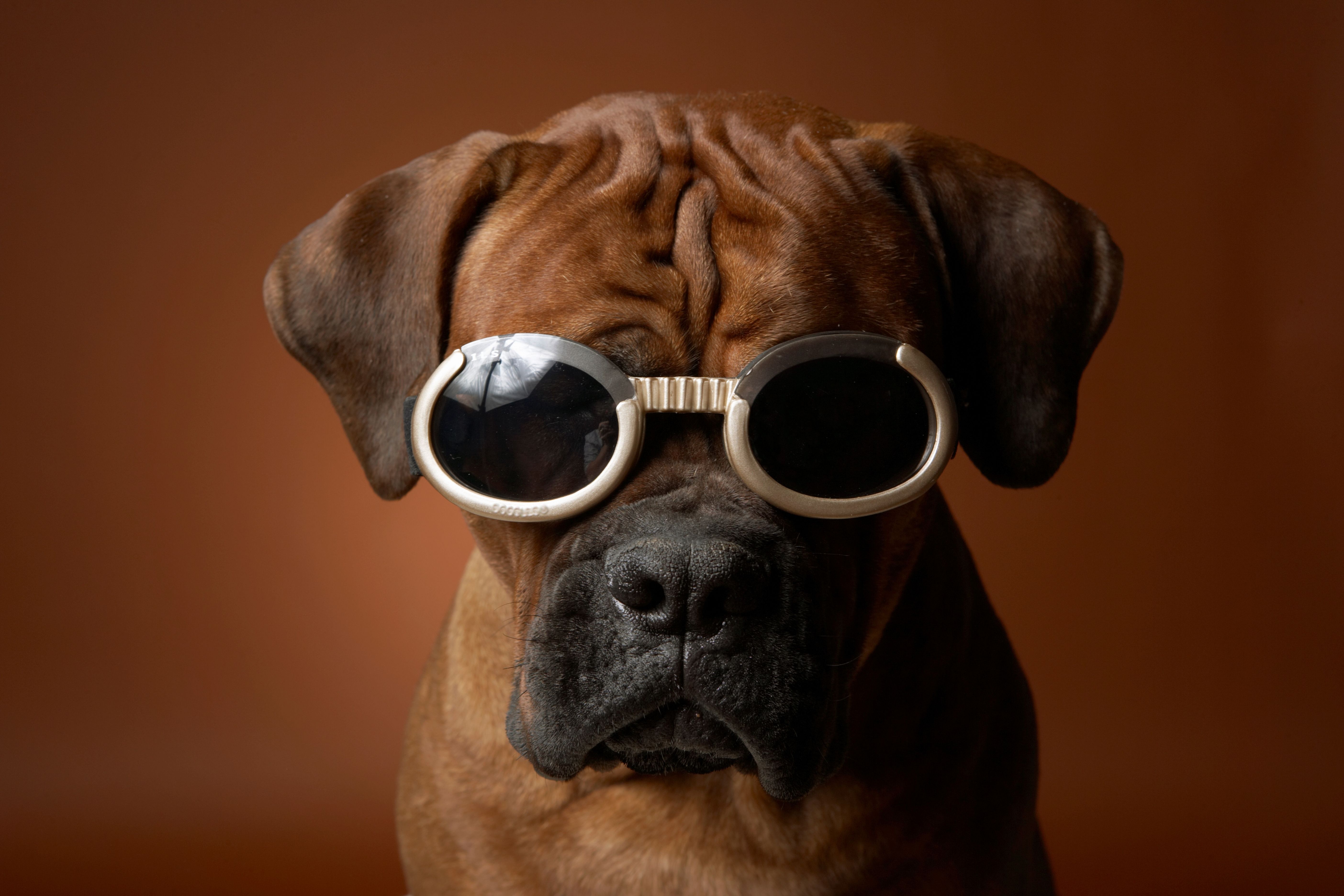 Köpek Taşıma Çantası Seçerken Nelere Dikkat Etmeliyiz ?
