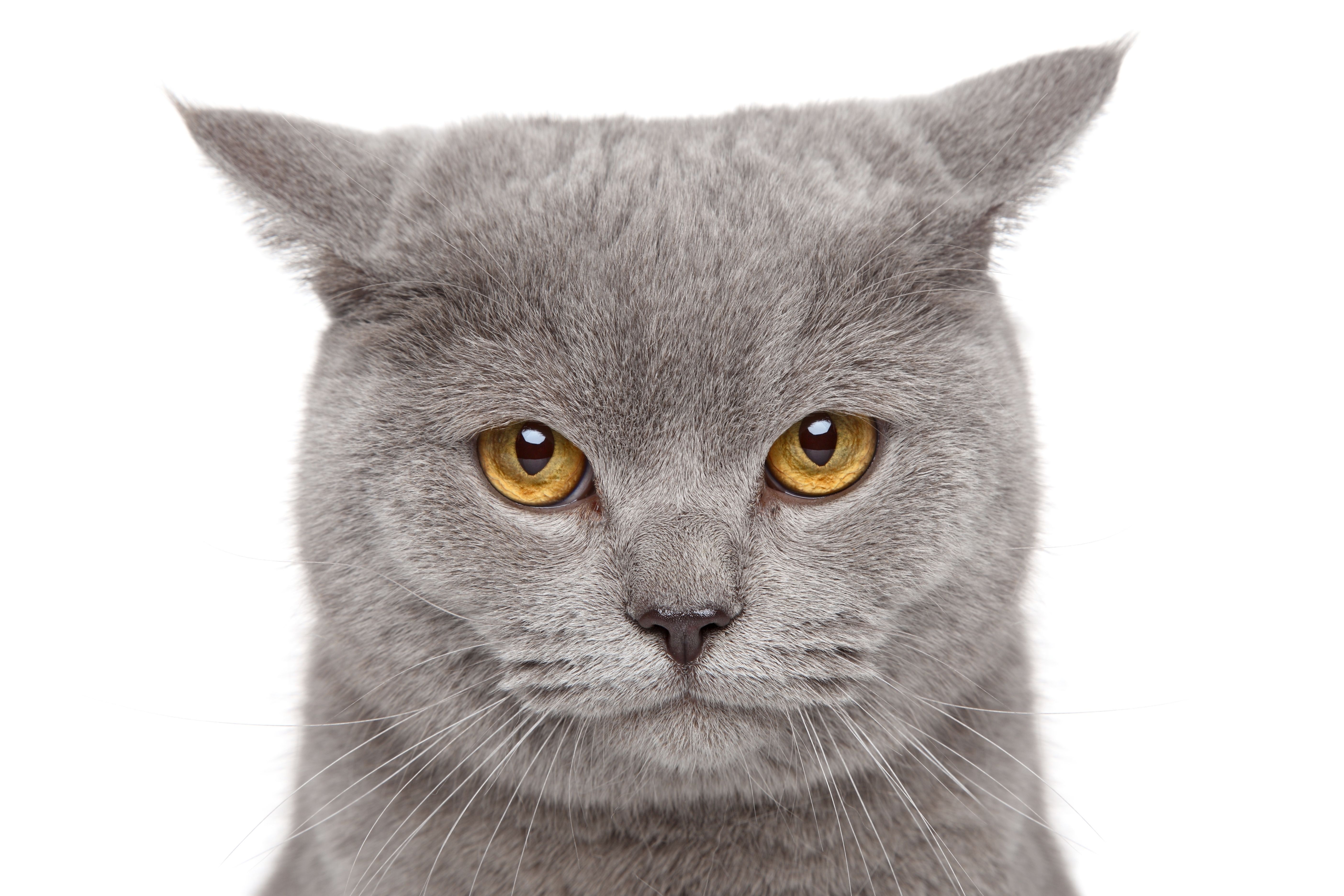 Kedi Bakımında Nelere Dikkat Edilmelidir ? Ne Yapılmamalıdır ?