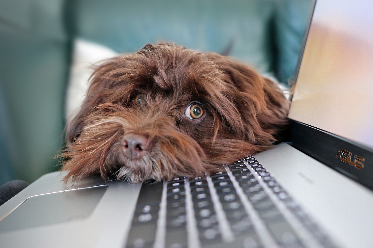 Köpek Oyuncakları Seçerken Nelere Dikkat Etmeliyiz?