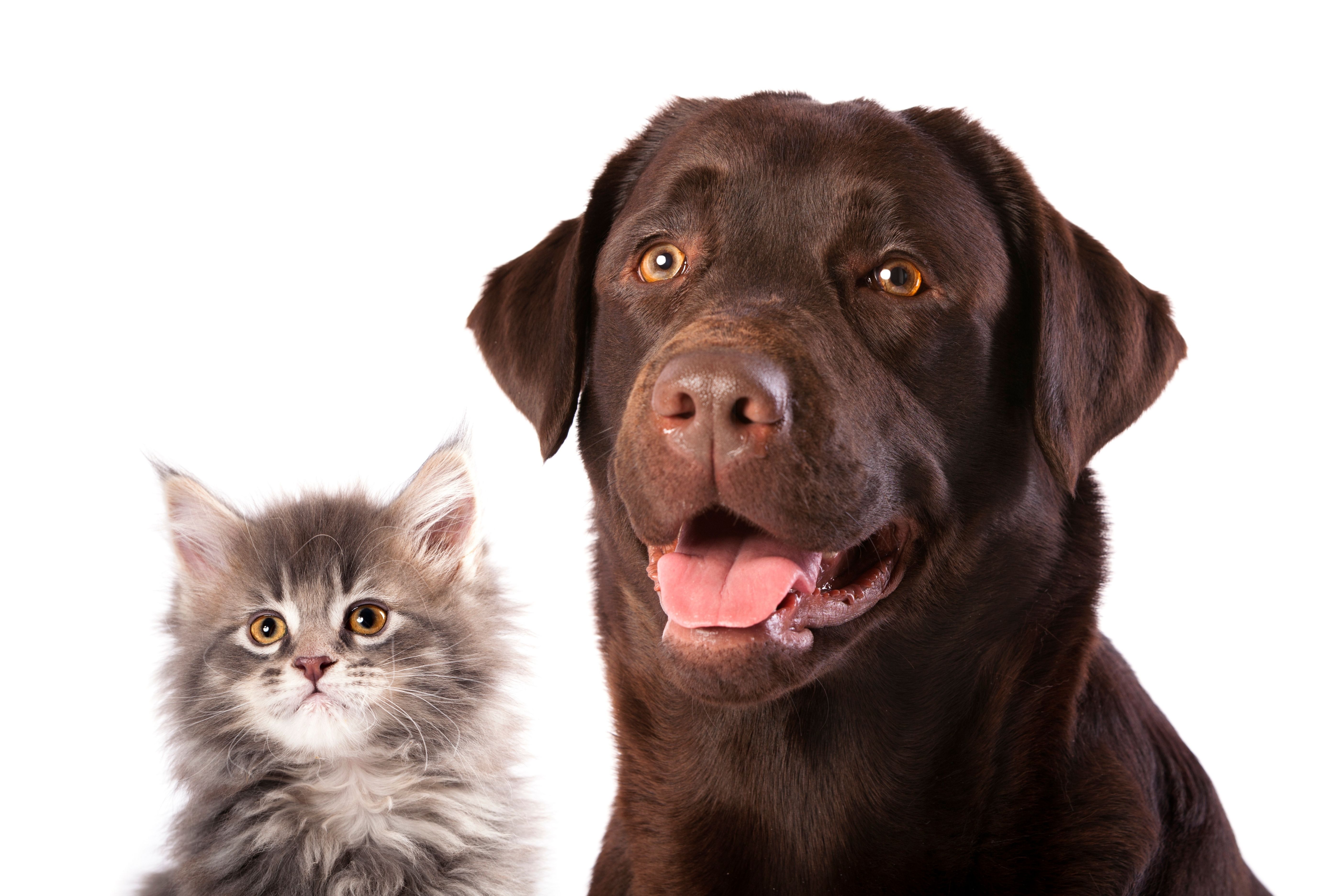 Kedi ve Köpekler İçin Mama Seçiminde Nelere Dikkat Etmeliyiz?
